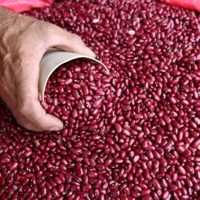 Frijol colorado