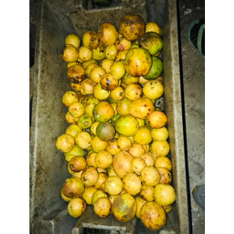 Guayaba