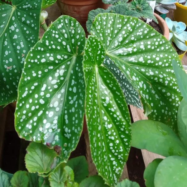 Begonia Arbustiva 1
