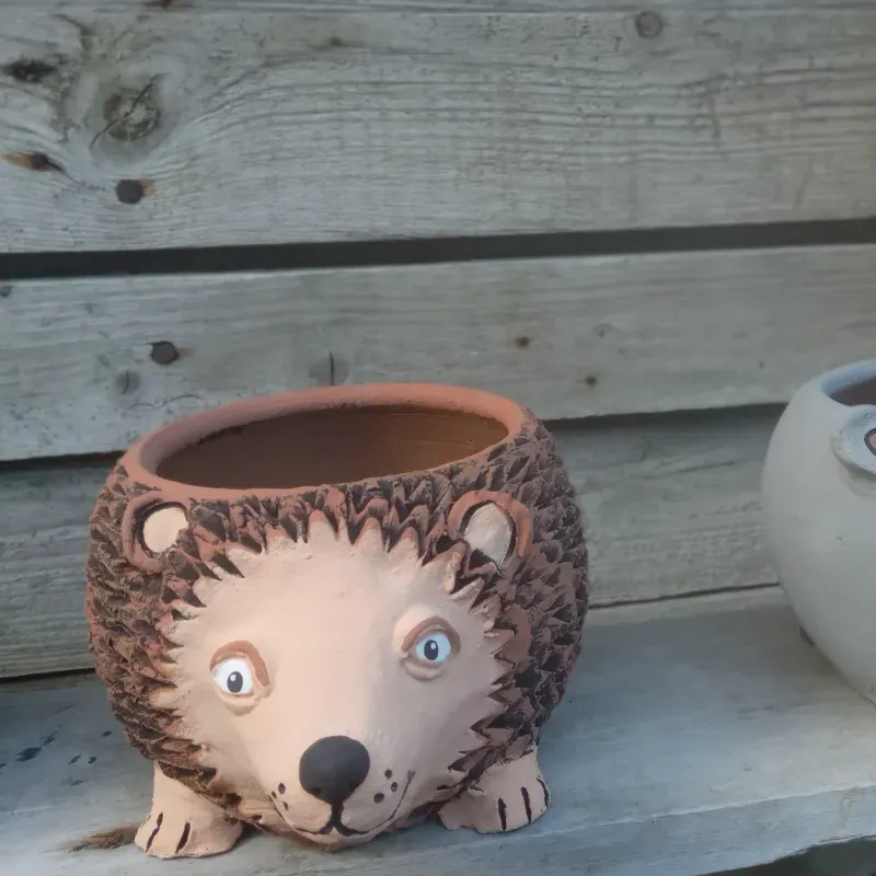 Maceta  erizo