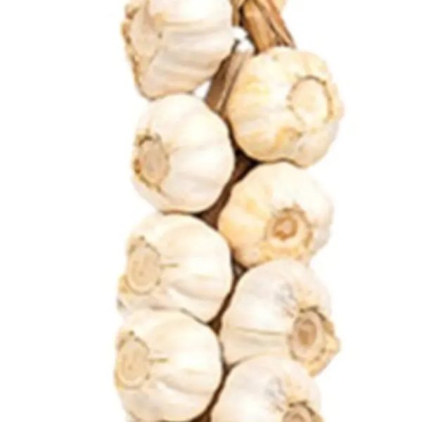 Ajo