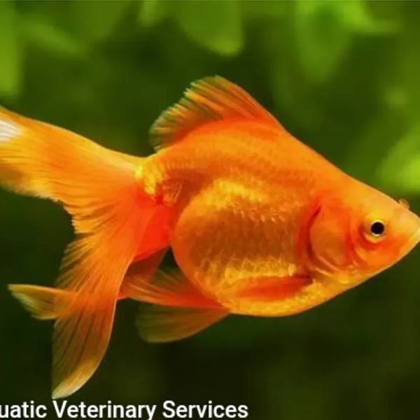 PEZ GOLDFISH