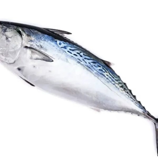Pescado Bonito