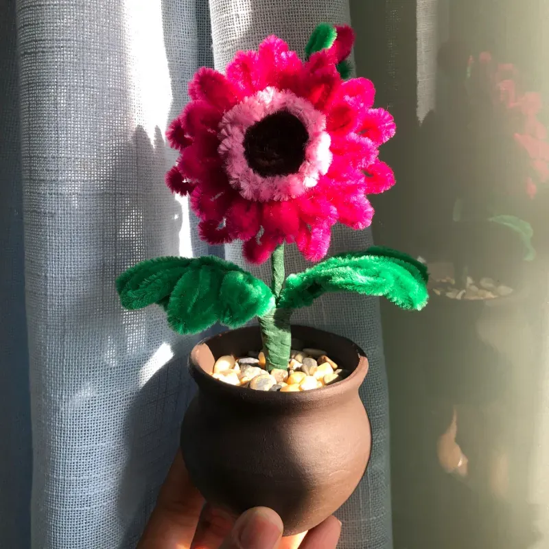 Florece Gerbera 