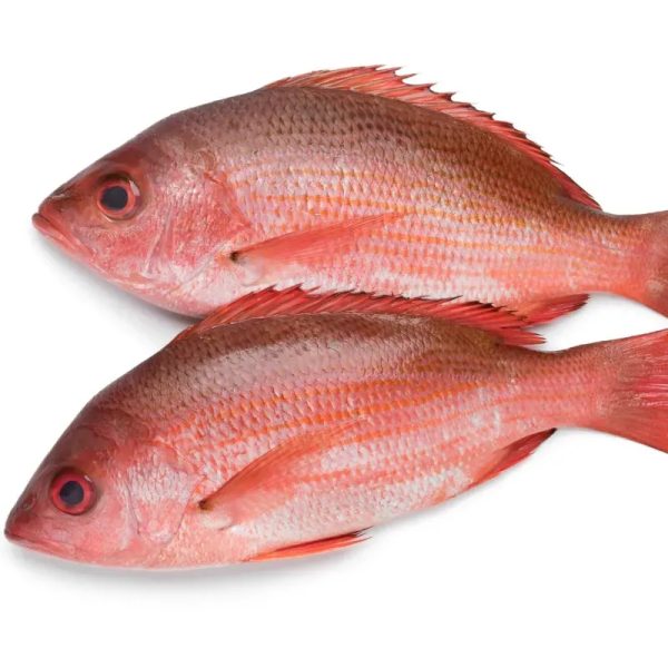 Pescado Pargo de Altamar Listo para Asar - 7 libras *Excepcional Calidad