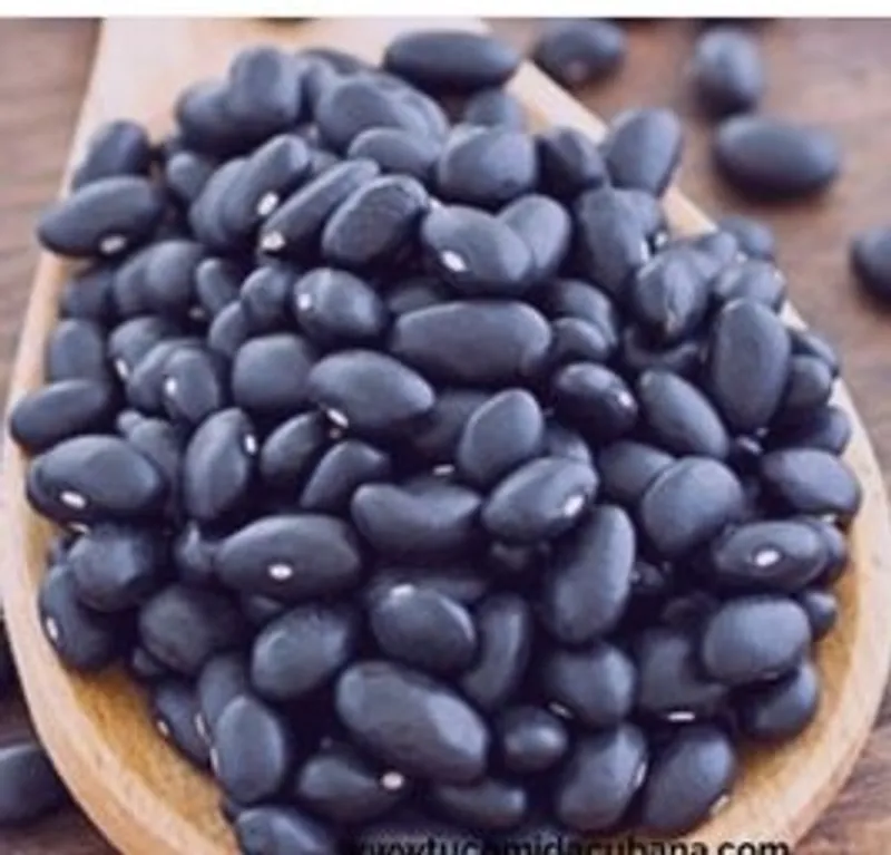 Frijol negro