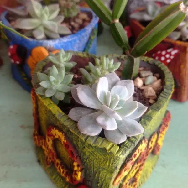 Plantas sembradas en macetas de corazón