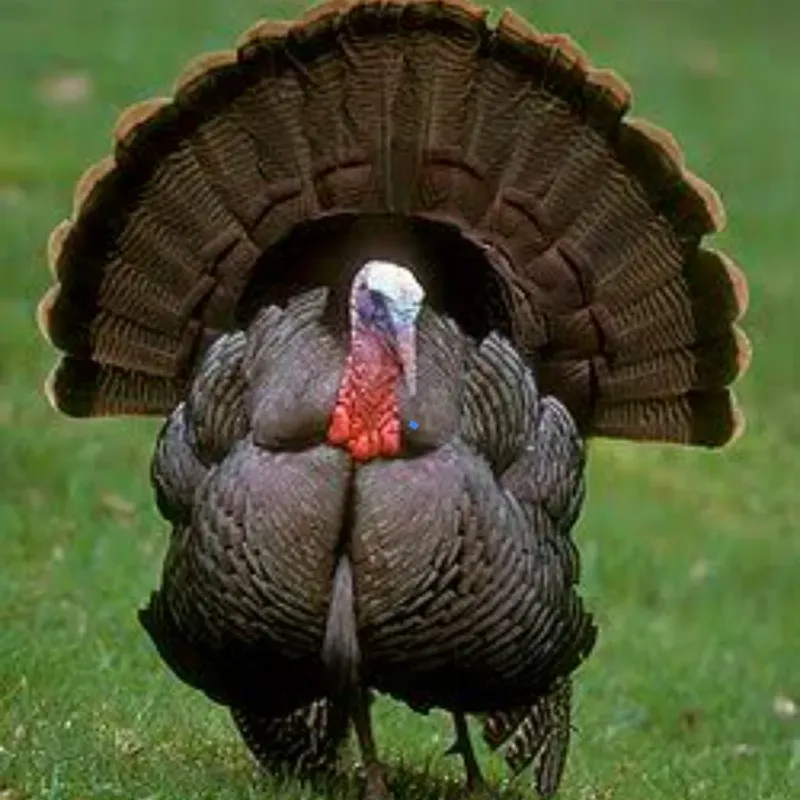 Pavo - Guanajo Criollo por libras