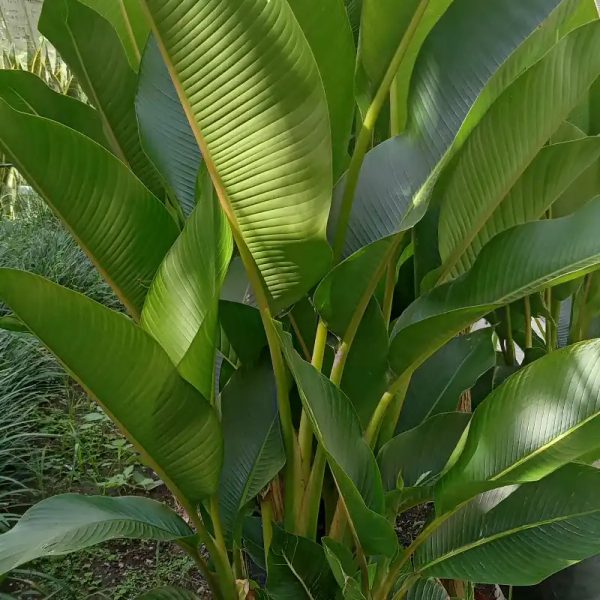 Eliconia  verde  (Indica Striata)