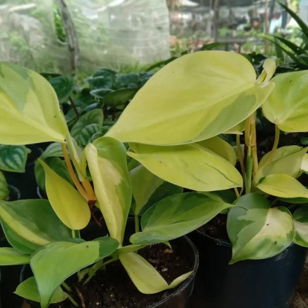 Pothus brasil