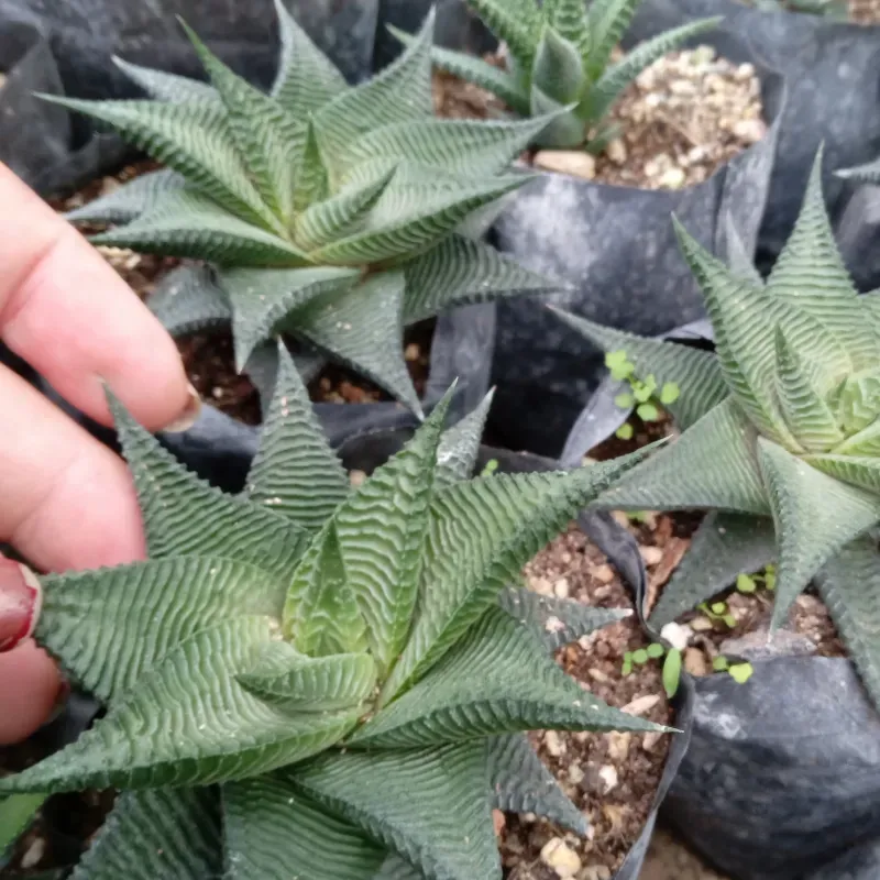 Haworthia limifolia