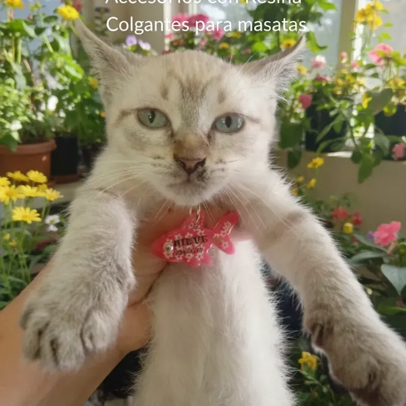 Colgantes para gaticos