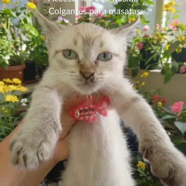 Colgantes para gaticos