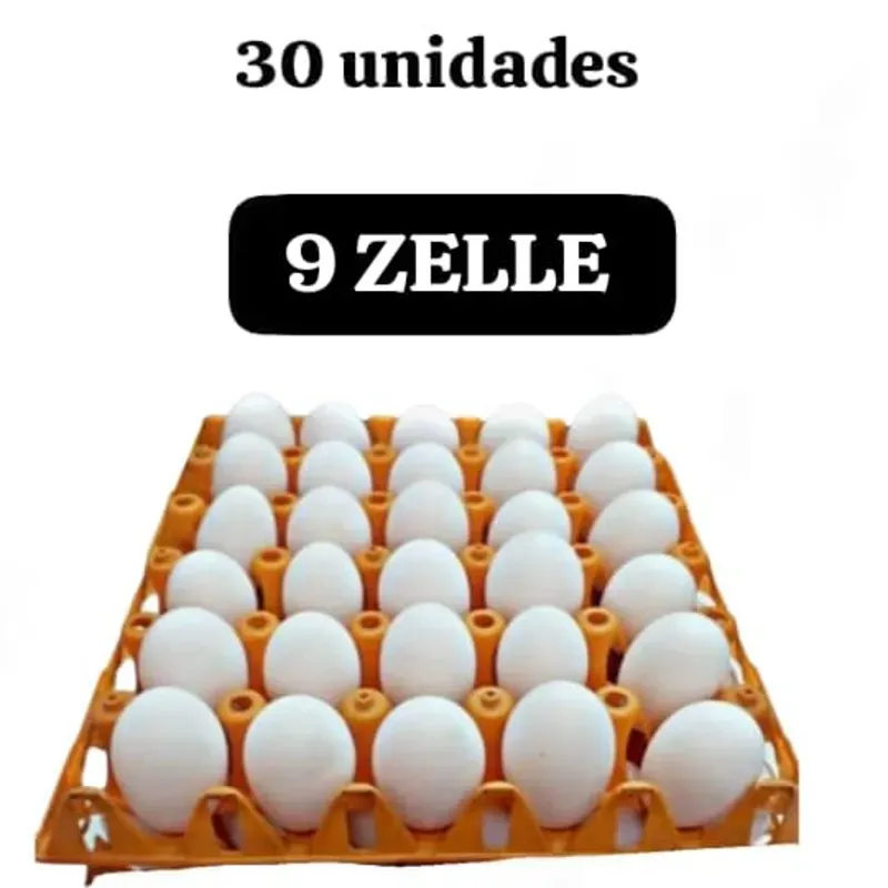 Carton de huevos