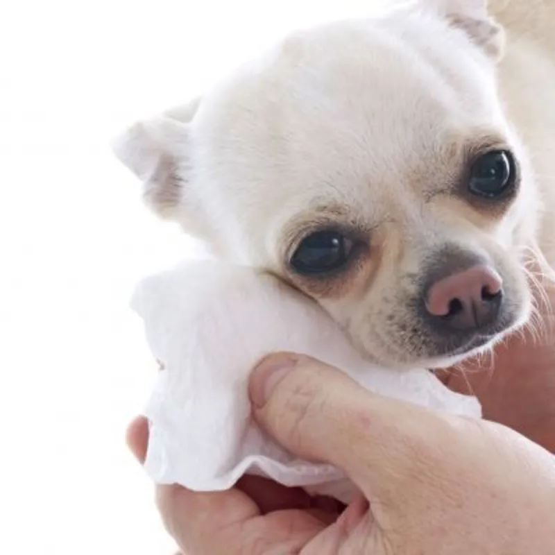 LIMPIEZA DE LAGRIMALES