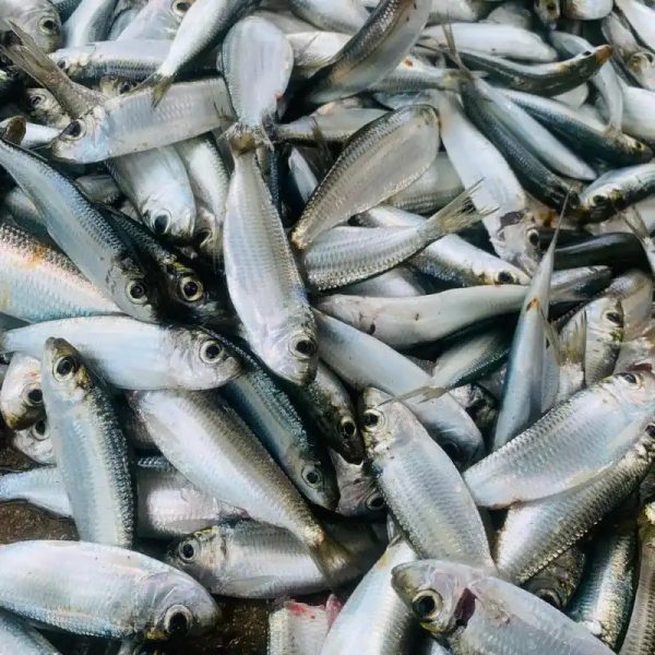 Sardina 2lb