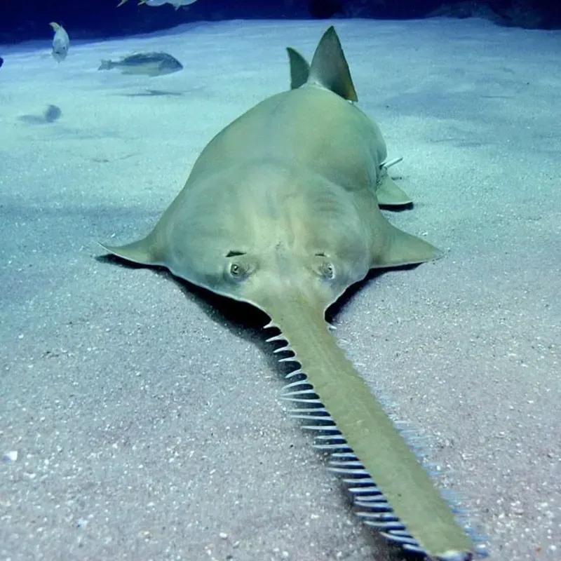 Pescdo de Mar - Sierra