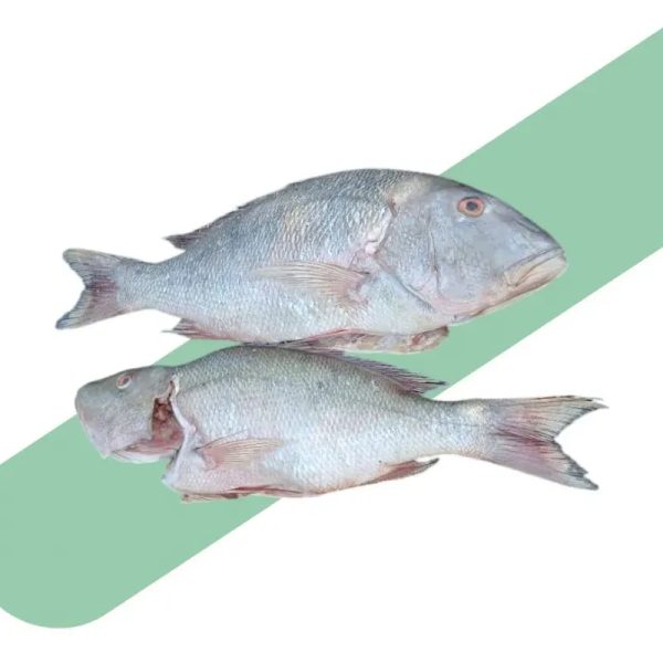 Pescado Pargo