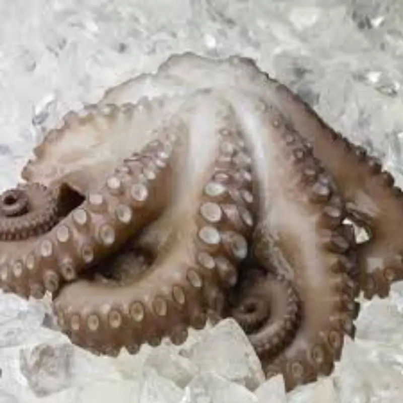 PULPO