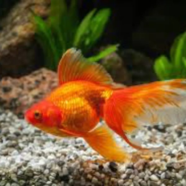 PEZ GOLDFISH