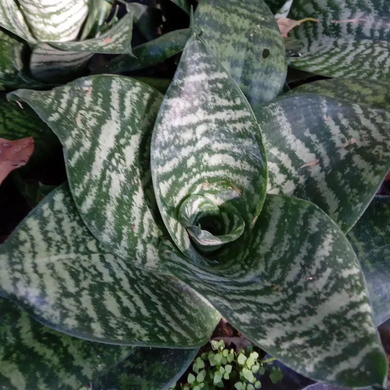 Sansiviera Enana tigre (Sansiviera Trifasciata)