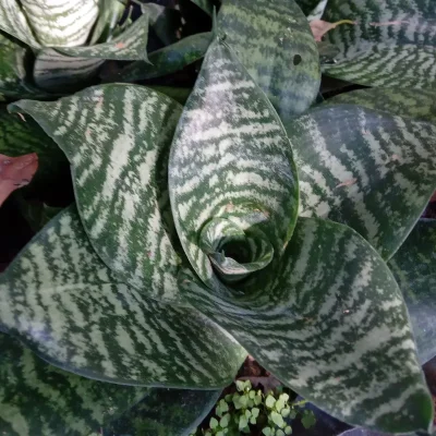 Sansiviera Enana tigre (Sansiviera Trifasciata)