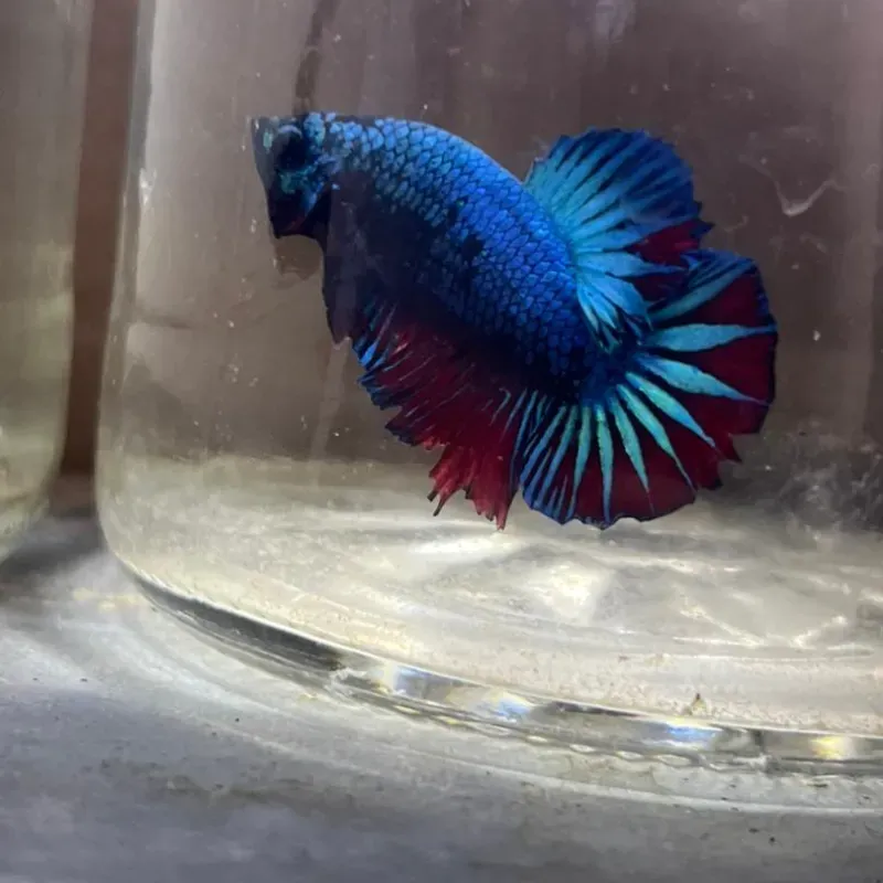 Betta Macho