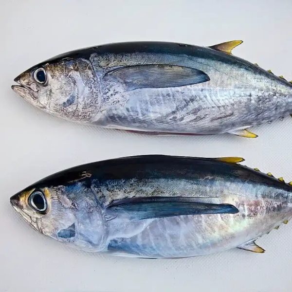  Albacora fresca (3–4 lb)