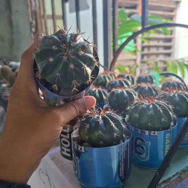 Cactus Melocactus