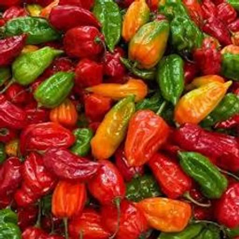 Ají Cachucha (Pote)