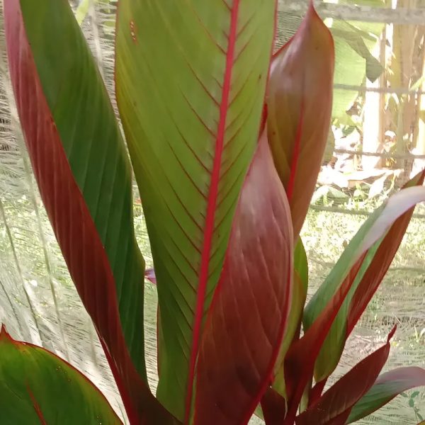 Heliconia roja (Indica)