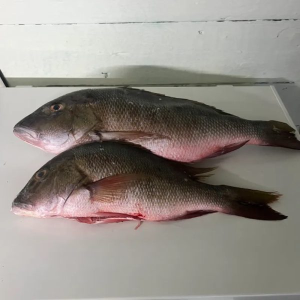 Pescado de mar