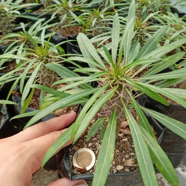 Palma de Madagascar