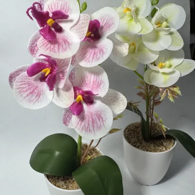 Orquídeas