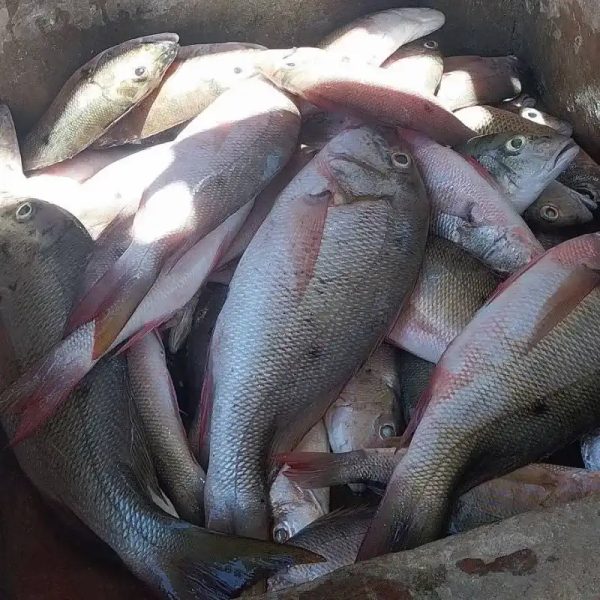 Pescado