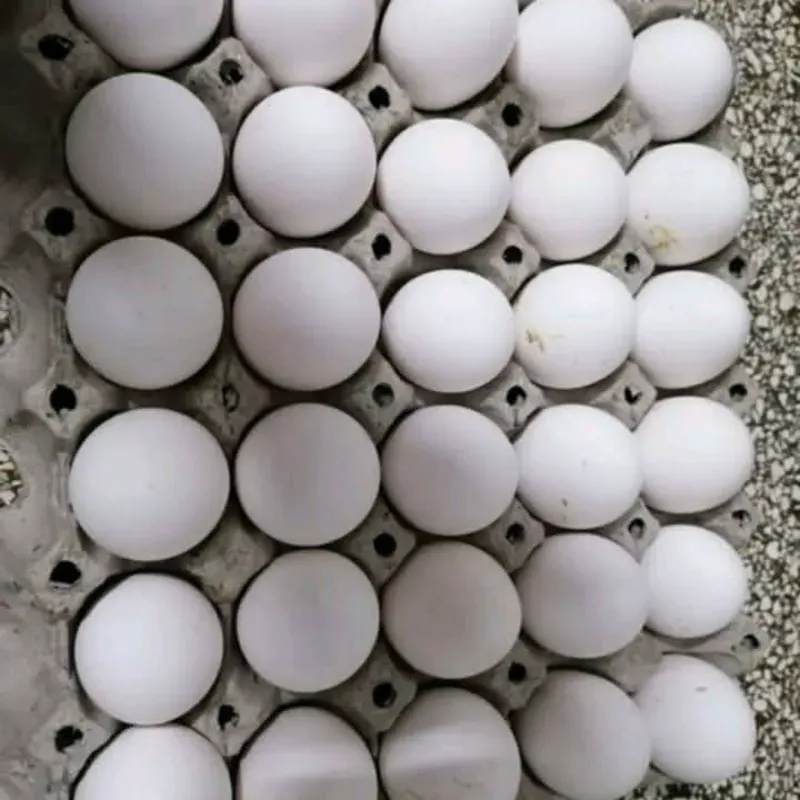 Medio cartón de huevo