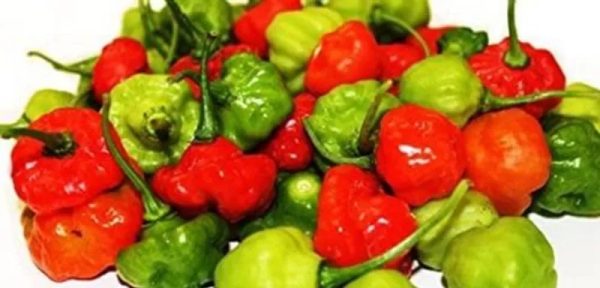 Aji Cachucha (pote)