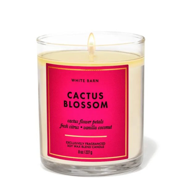 Cactus Blossom
