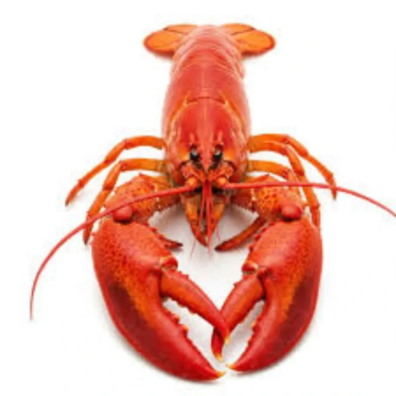 LANGOSTA