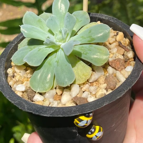 Suculenta