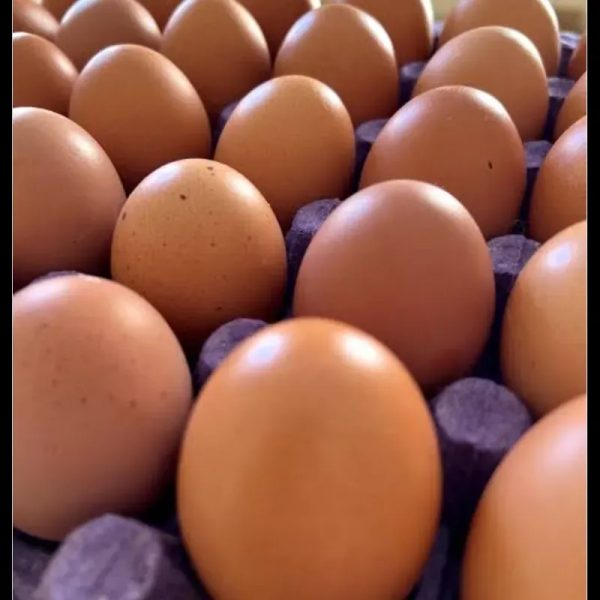Huevos