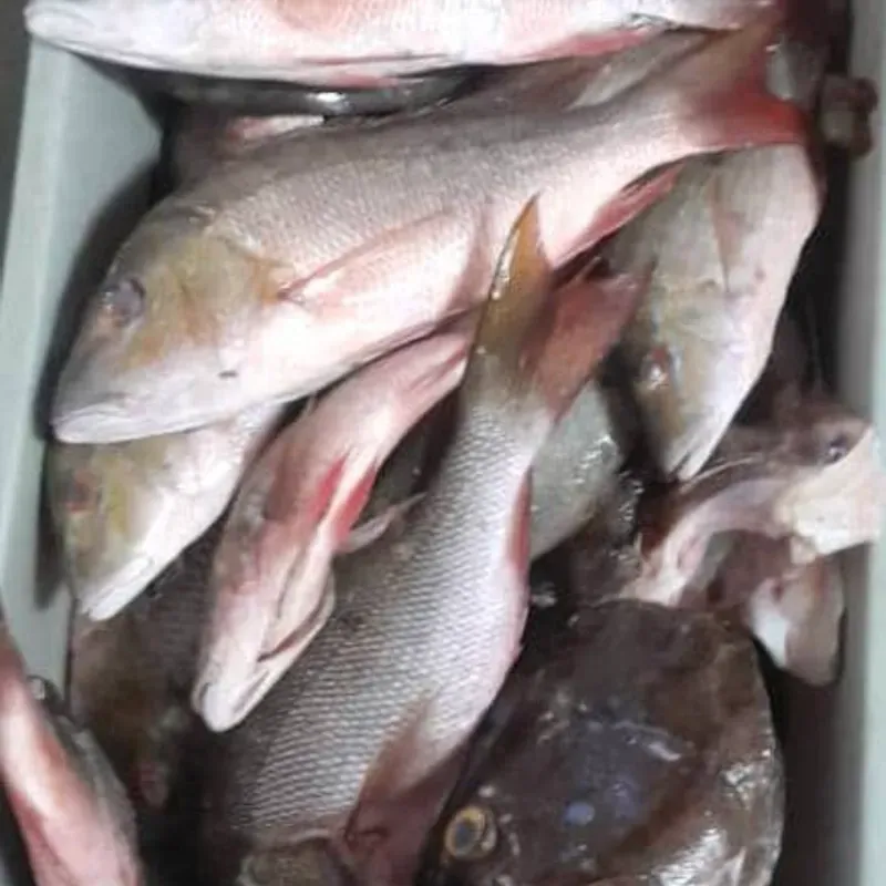 Pargo (2lb)