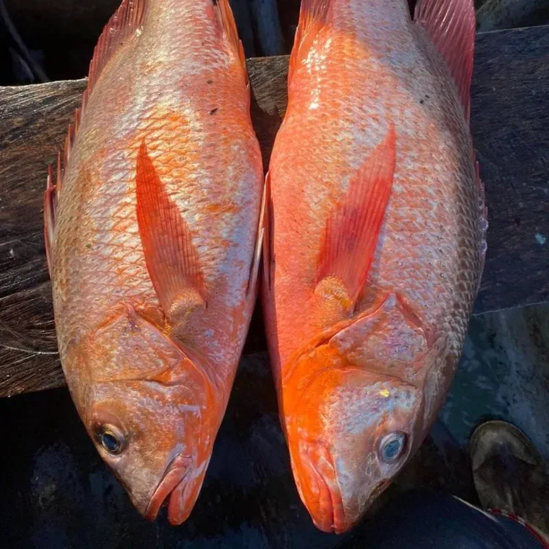 Pescado de Mar - Pargo