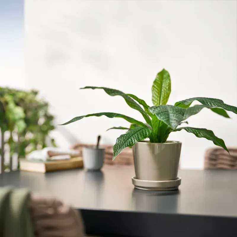 Maceta artificial tipo helecho de cocodrilo