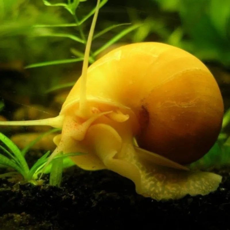 CARACOL MANZANA (LIMPIA PECERA)