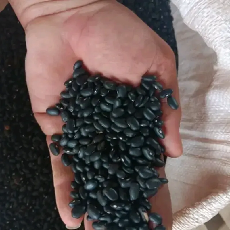 12 lb de frijol negro