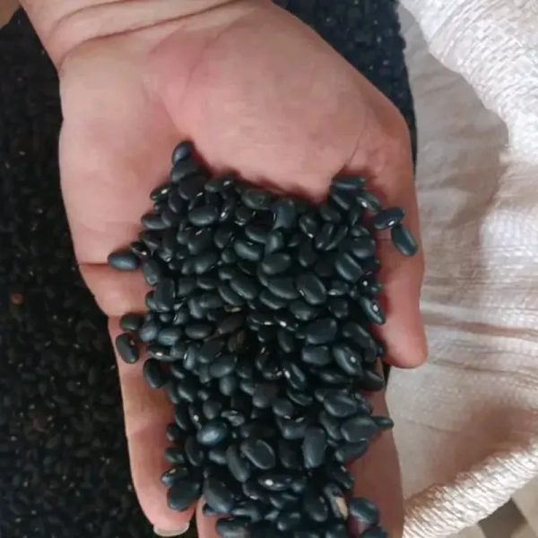 12 lb de frijol negro