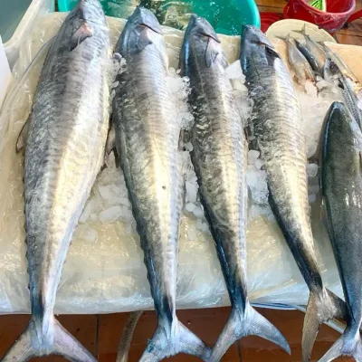 Pescado de Mar - Macabi (1 lb)