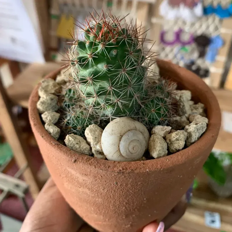 Cactus