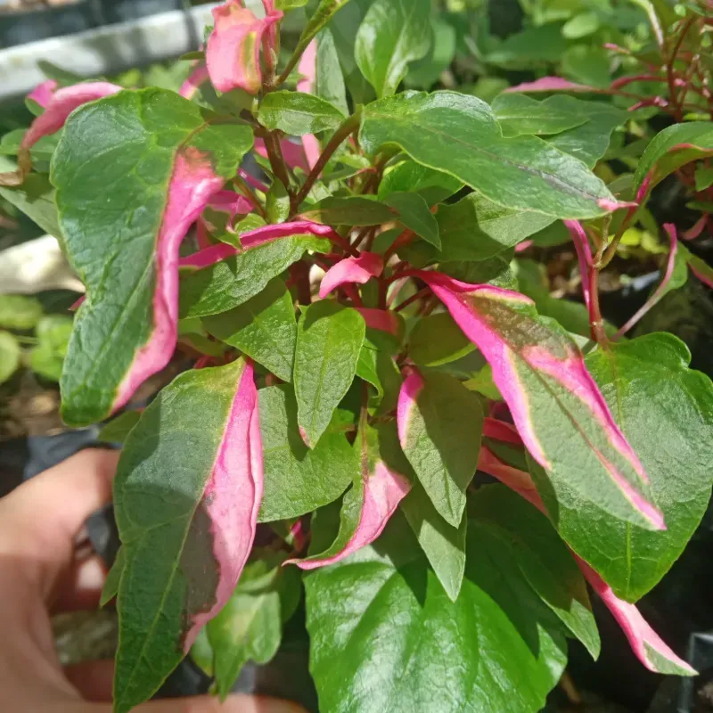 Periquito (Althernantera ficoidea)